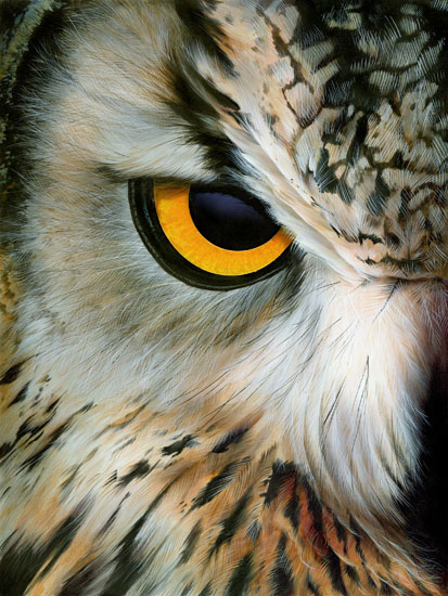 Rice Owl