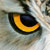 rice_owl