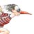 birdboy